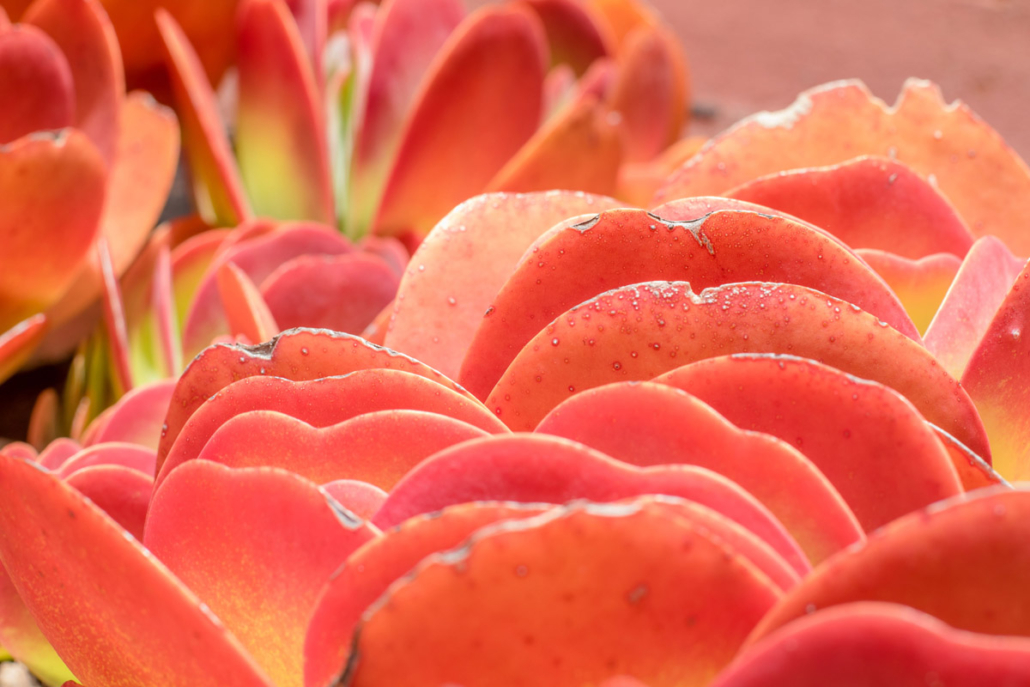 Kula Lodge Gardens | Maui Flowers | Kula Maui Gardens